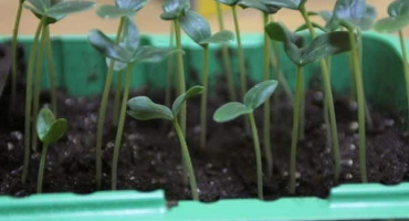 Jak správně sbírat okurky doma